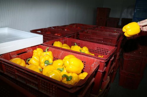 持续严寒中的上海果蔬大棚 果菜叶菜丰收忙，苗木茁壮成长