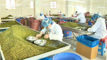 【乡村行·看振兴】高台 脱水蔬菜走俏国际市场，特色产业赋能乡村振兴