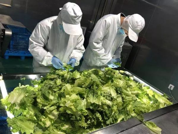 振兴动态 | 新品种引领餐桌革命，万科农业以即食蔬菜打开市场新蓝海