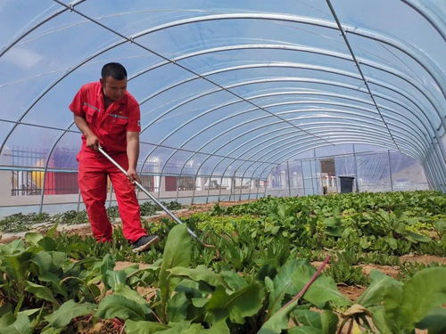 勘探公司把实事办到职工心坎上 蔬菜惠民解忧暖人心