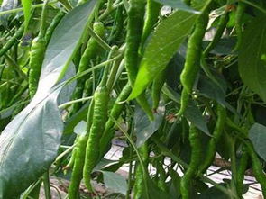 中农共信有机瓜菜工厂加盟费用解析