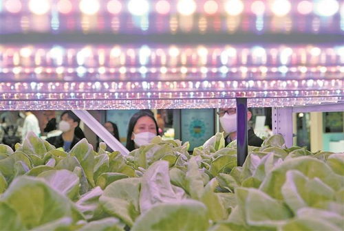 AI在苗木农业中的革新应用