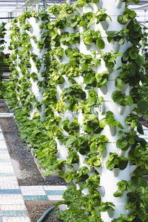 都市菜园 工厂化生产优质无公害蔬菜