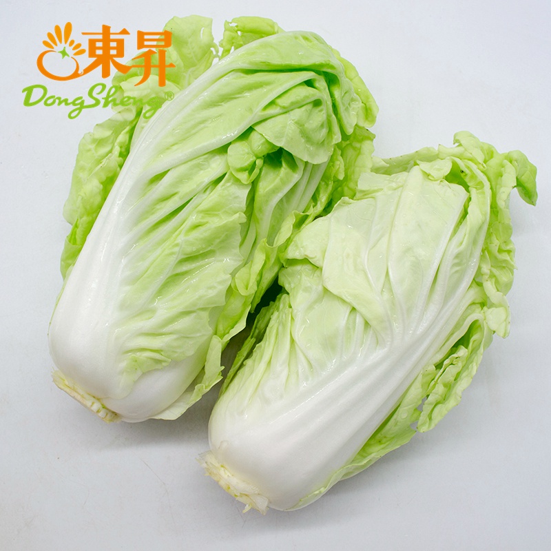 东升黄芽白 广州农场直供的新鲜优质大白菜